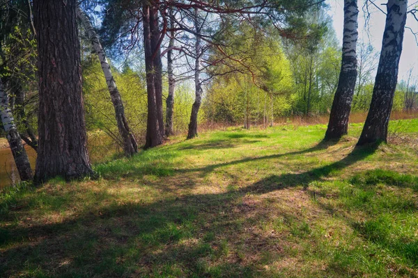 Frühlingslandschaft Ufer Eines Kleinen Waldflusses Waldbäume Mit Blühendem Laub Sonniger — Stockfoto