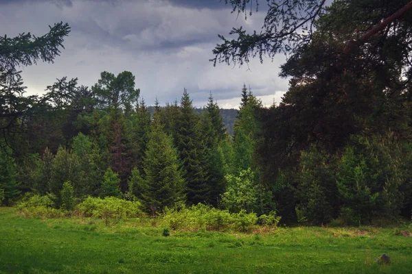 Sommer Landschaft Grüne Wiese Auf Einem Hintergrund Von Wald Und — Stockfoto