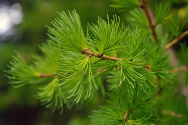 Green Larch Branch Young Leaves Blurred Natural Background Spring Day — Stock Photo, Image