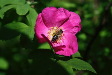 Arı bahar günü çiçek nektarı toplar..