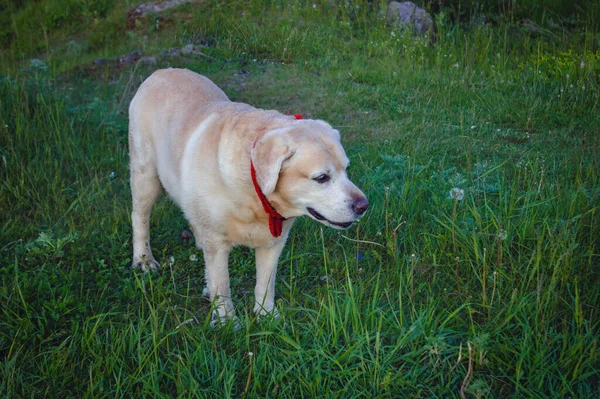 Bahar Parkındaki Yeşil Çimlerin Üzerinde Altın Labrador Retriever — Stok fotoğraf