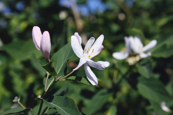 Frangula Alnus Flowering Bush Blooming White Flower Close Detail Dark — Stock Photo, Image