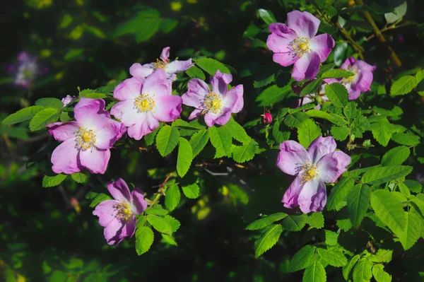 Blomma Vild Ros Bakgrunden Gröna Blad Sommarsäsong — Stockfoto