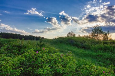 Yeşil çimlerin ve günbatımı gökyüzünün arka planında gül ağacı açan yaz manzarası.