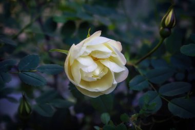 Yeşil yapraklı arka planda beyaz gül başlığı.