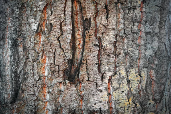 Corteza Texturizada Árbol Viejo Imagen Detallada Corteza — Foto de Stock