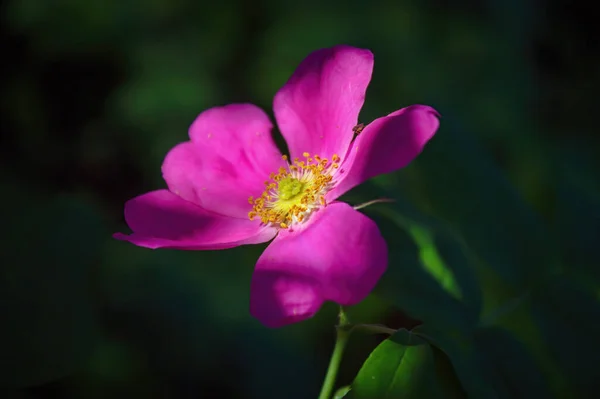 緑の葉を背景に野生の花を咲かせます — ストック写真