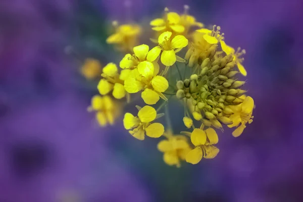 Fiore Sfondo Naturale Sfocato Astratto Sfondo Floreale — Foto Stock