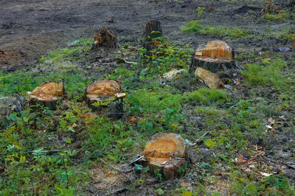 Uma Fileira Troncos Árvores Recém Serradas Uma Floresta — Fotografia de Stock