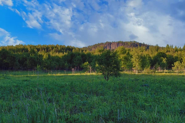 Landschaft Mit Wald Und Grünen Wiesen Vor Wolkenlosem Blauen Himmel — Stockfoto