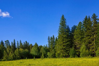 Bulutlu mavi gökyüzüne karşı orman ve yeşil çayır manzarası.