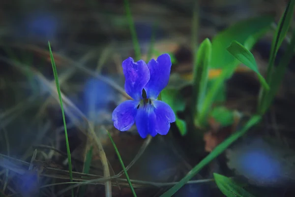 Zbliżenie Wiosennych Fioletowych Kwiatów Viola Odorata Viola Odorata Znana Jako — Zdjęcie stockowe
