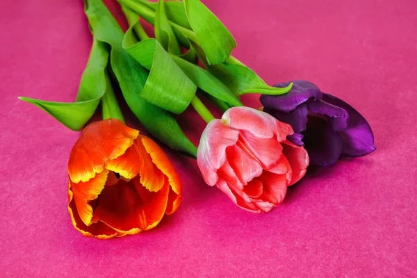 Trois Tulipes Fleurs Violettes Rouges Roses Sur Fond Rose — Photo
