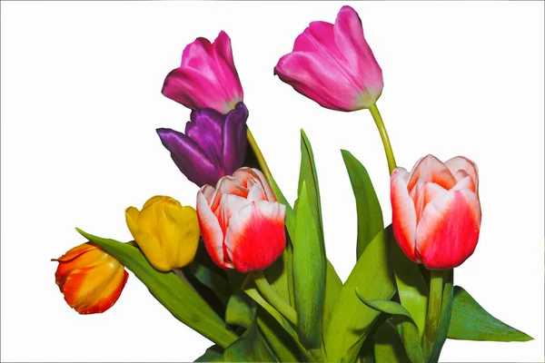 Тюльпаны Фиолетовые Красные Желтые Розовые Цветы Изолировать Белом Фоне — стоковое фото