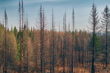 Ormanda ilkbaharın başlarında. Orman manzarası. Erken bahar orman manzarası. Orman sahnesi.
