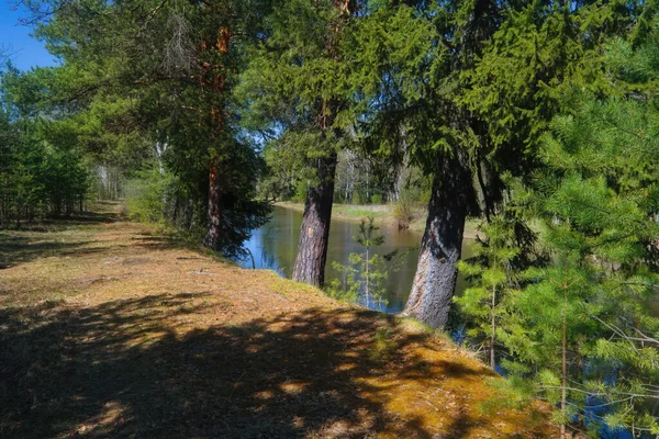 Spring Landscape Banks Small Forest River Forest Trees Blossoming Foliage — Stock Photo, Image