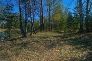 Küçük bir orman nehrinin kıyısında bahar manzarası. Çiçek açan yaprakları olan orman ağaçları. Güneşli bir gün.