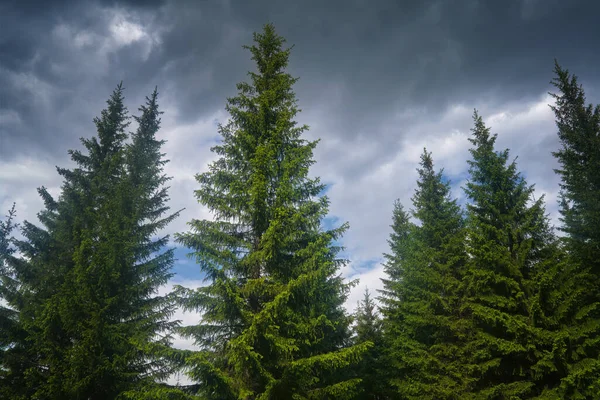 Las Copas Los Abetos Contra Cielo Nublado Fondo Naturaleza Con — Foto de Stock