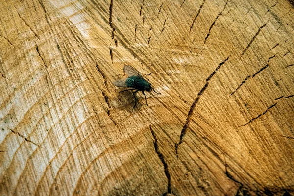 Vista Superior Mosca Sobre Fondo Muñón Cortado Cerca — Foto de Stock