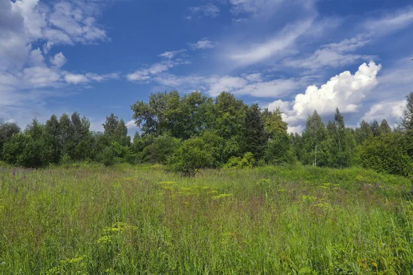 Bulutlu mavi gökyüzüne karşı orman ve yeşil çayır manzarası.