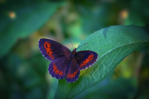 Papillon Argus Brun Nordique Nom Latin Plebeius Artaxerxes Sur Une — Photo