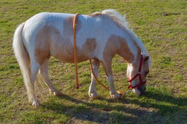 Midilli ya da küçük at yeşil çimlerde otluyor..