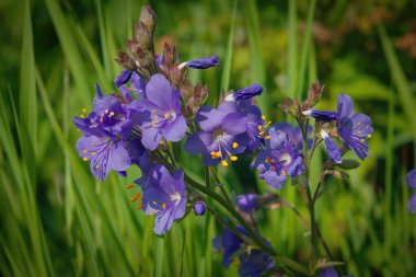Polemonyum caeruleum, Jacob 'ın merdiveni ya da Yunan kediotu olarak bilinir..