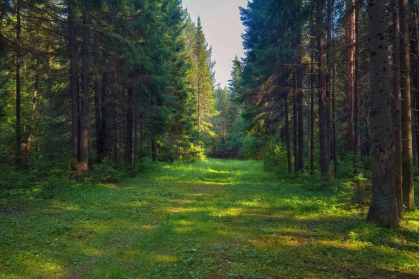 Zbliżenie Lasu Piękny Letni Krajobraz Światło Słoneczne Świeci Przez Gałęzie — Zdjęcie stockowe