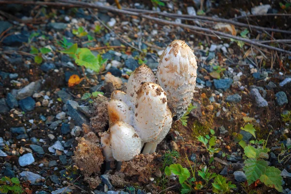 Fungo Bianco Con Nome Latino Coprinus Nome Comune Ink Cap — Foto Stock