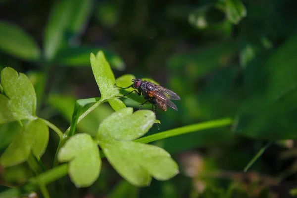 Detailní Záběr Mouchy Sedící Zeleném Listu — Stock fotografie