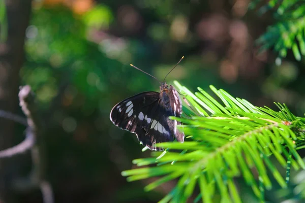 Gros Plan Magnifique Papillon Amiral Assis Dans Une Branche Verte — Photo
