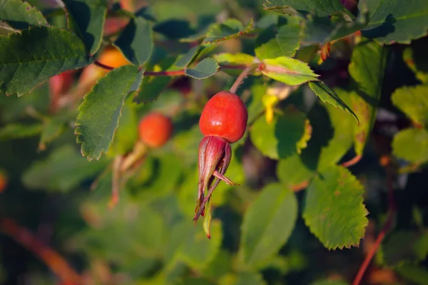 枝の近くに明るいオレンジ色のバラの腰 — ストック写真
