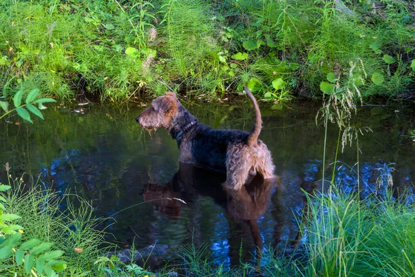Terrier Chien Baigne Dans Rivière Par Une Chaude Journée Été — Photo