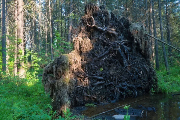 森林里一棵老云杉的根被飓风刮倒了 森林特写 — 图库照片