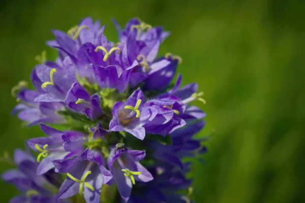 Prunella Vulgaris Enda Blomma Medicinalväxt Närbild — Stockfoto