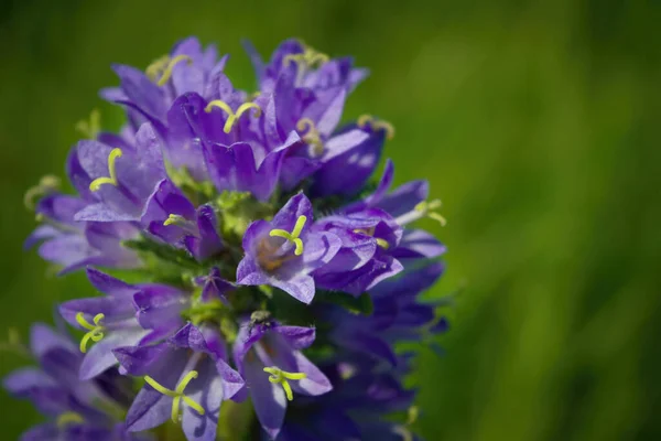 Prunella Vulgaris Egyetlen Virág Gyógynövény Közelről Jogdíjmentes Stock Képek
