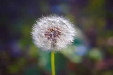 Yeşil arkaplanda güzel bir karahindiba çiçeği.