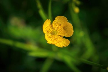 Sarı çiçek yazın kapanıyor. Ranunculus akrisi.