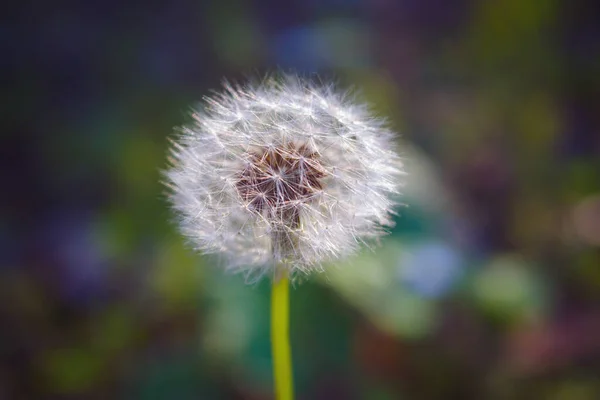 Beautiful Close Dandelion Flower Green Background — Stock Photo, Image