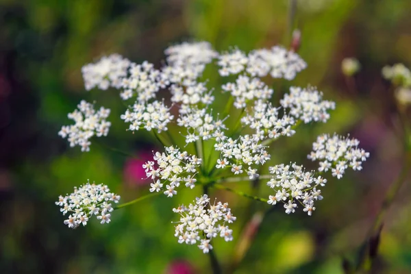 Primo Piano Hemlock Flower Head Conium Maculatum Natura Macro — Foto Stock