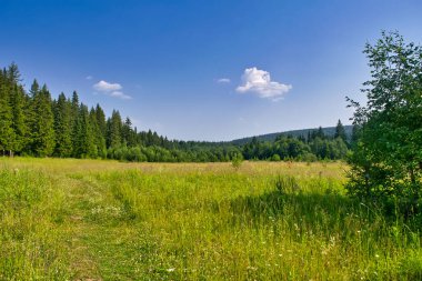 Bulutlu mavi gökyüzüne karşı orman ve yeşil çayır manzarası.