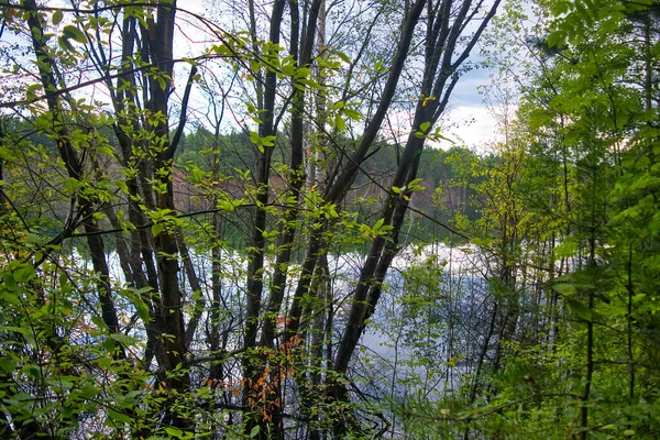 夏日的风景 森林的树木映衬在平静的河水中 映衬着蓝天白云的背景 — 图库照片