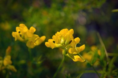 Bulanık doğal arka planda çiçekler. Soyut çiçek arkaplanı.