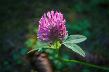 Yeşil arka planda pembe kırmızı yonca çiçeğini kapat.
