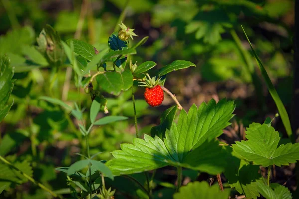 The wild strawberry bush in a forest. Wild berry strawberries. growing in the forest. around the grass.