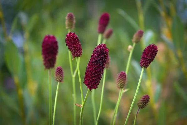 Yeşil doğal arka planda güzel kırmızı çiçek. Makro. Sanguisorba officinalis. Yakın plan dikin..