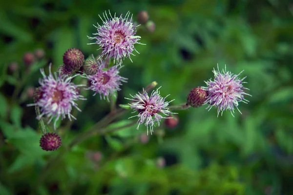 Rózsaszín Virágok Egy Bojtorján Gyógynövény Gyógynövény Virágzó Burdokkok — Stock Fotó