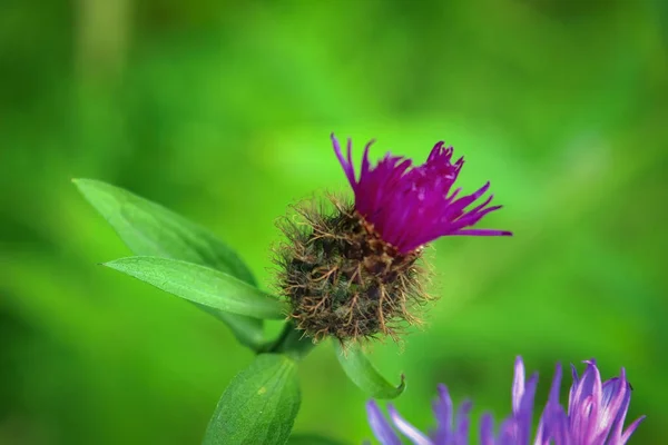 Ροζ Λουλούδια Κολλιτσίδας Φαρμακευτικό Φυτό Φυτικό Ανθοφόροι Κολπίσκοι — Φωτογραφία Αρχείου