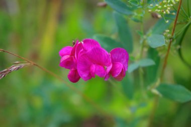 Parlak güneşin altında pembe bezelye çiçekleri. Güzel tatlı bezelye.