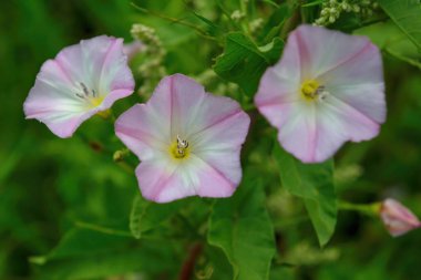 Bindweed çiçekleri, Latince adı Convolvulus arvensis olan bitkiler.